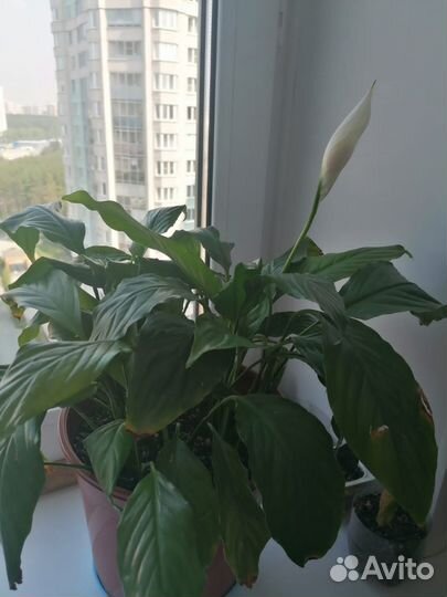 Спатифиллум