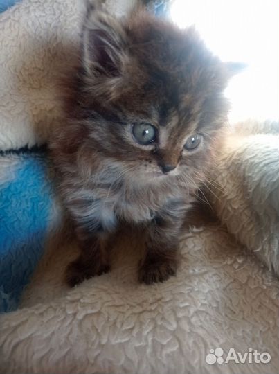 Отдам котенка