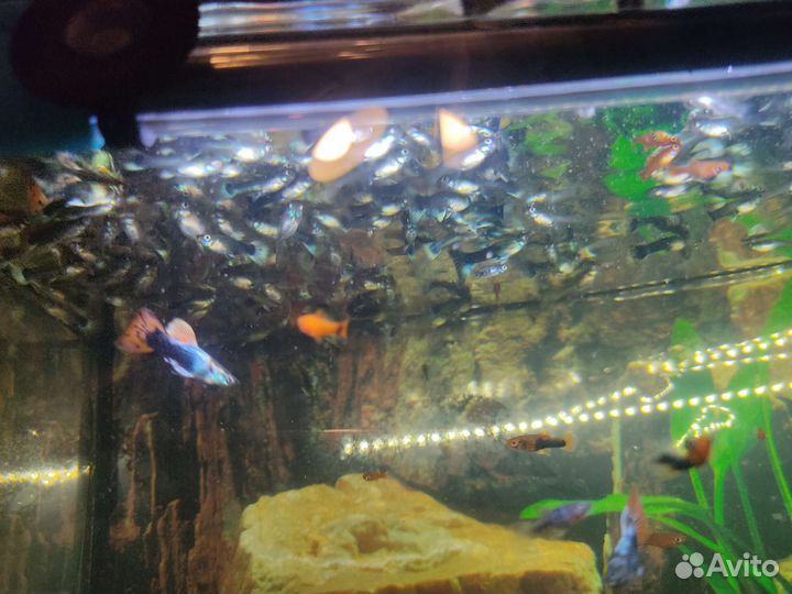 Аквариумные рыбки домашние