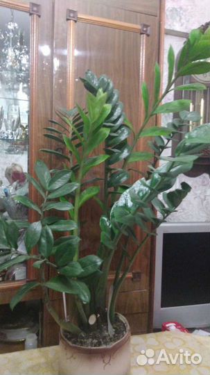 Замиокулькас долларовое дерево