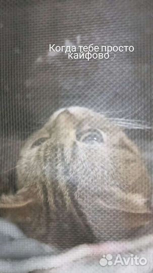 Кастрация котов на дому, вызов на дом