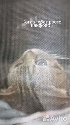 Кастрация котов на дому, вызов на дом