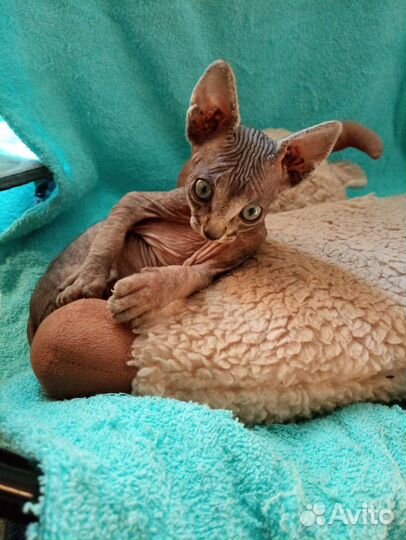 Канадский сфинкс