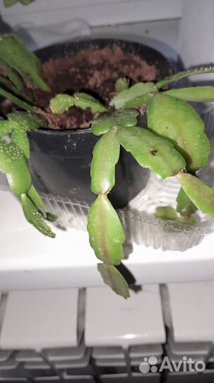 Комнатные растения