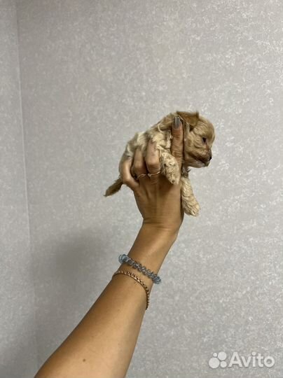 Мальтипу ф1 микро мальчик Корея