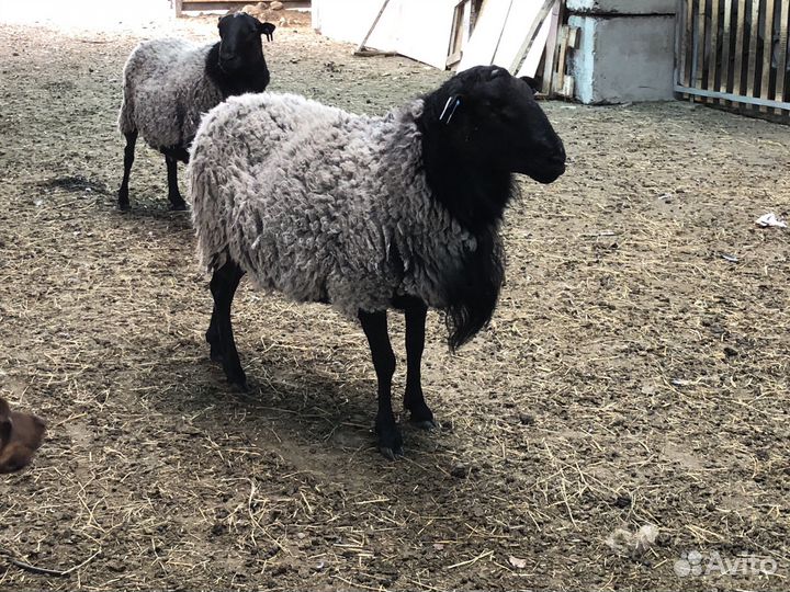 Бараны и ярки на племя