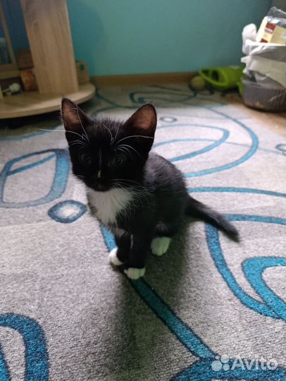 Котенок 2 месяца девочка