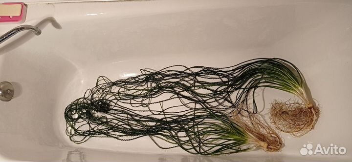 Продам аквариумные растения