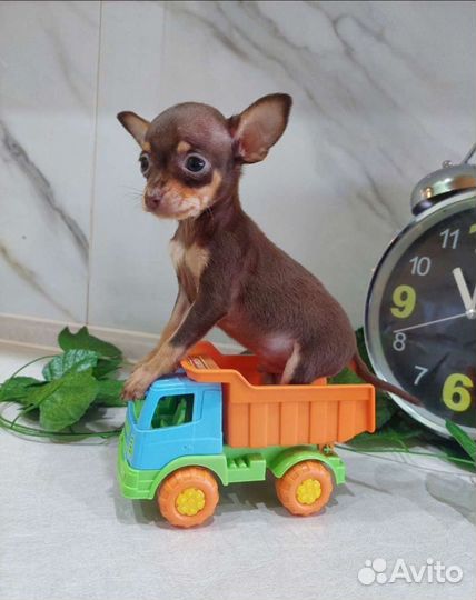 Мини той-терьер