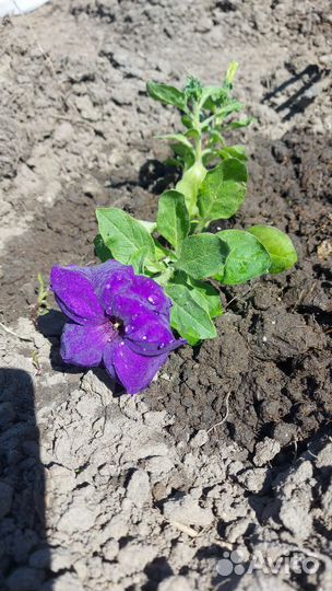 Рассада петунии