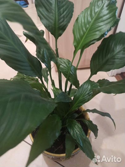 Комнатные растения