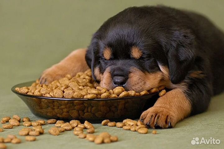 Сухой корм для щенков