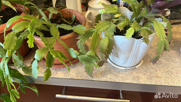 Цветы домашние