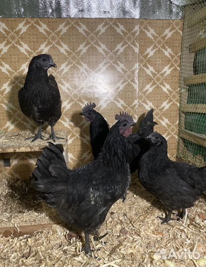 Инкубационное яйцо курицы Ухейилюй