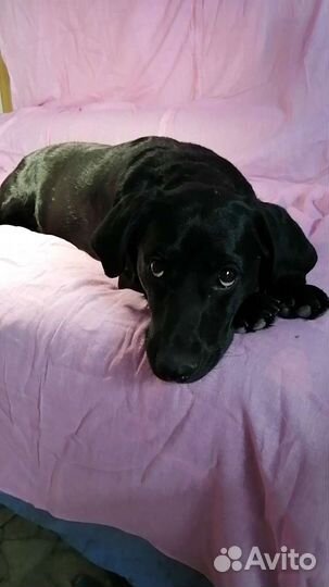 Малорослый метис в до