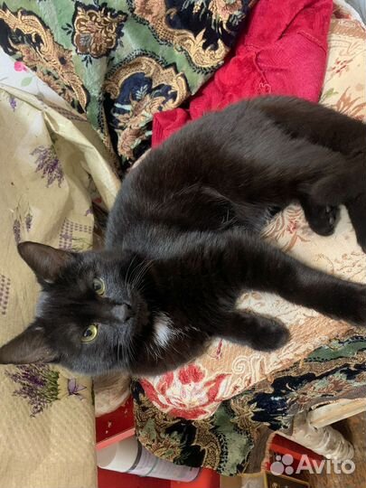 Кот 8 месяцев
