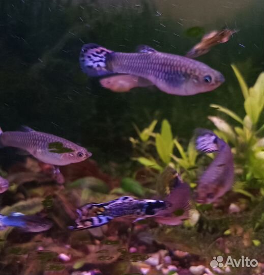 Аквариумные рыбы