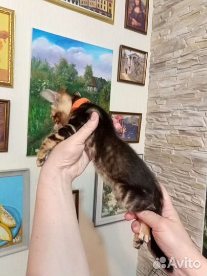 Бенгальские котята