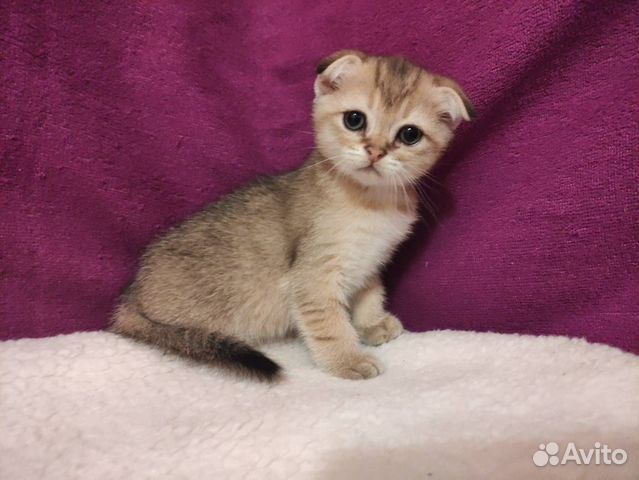 Котик купить в Казани | Животные и зоотовары | Авито