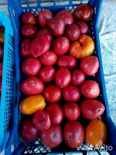Помидоры свежие домашние