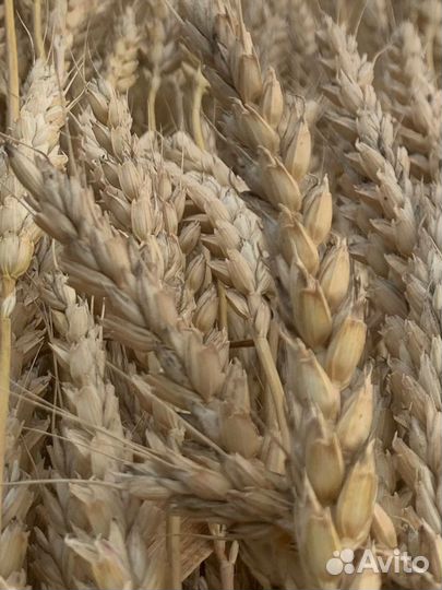 Сухо цветы пшеницы