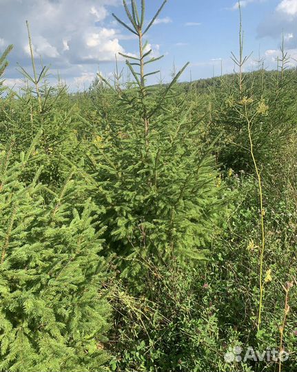 Ель обыкновенная