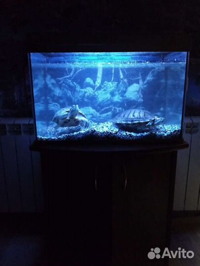 Аквариум