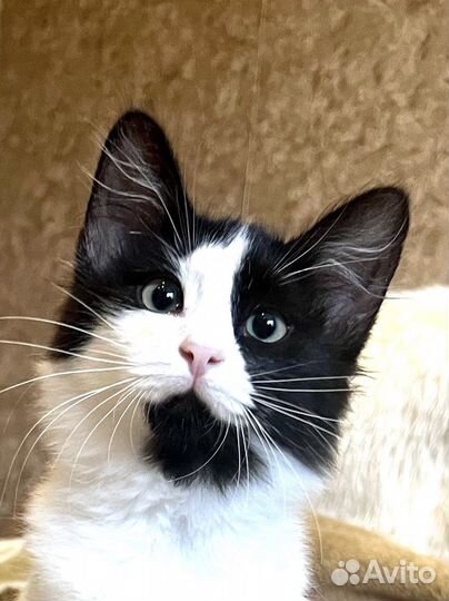 Котенок, девочка