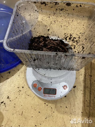 Черви для рыбалки дендробена