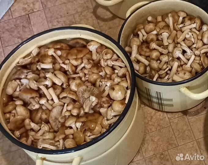 Грибы опята свежие