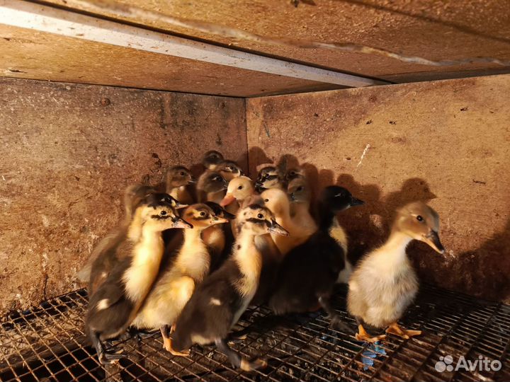 Утята голубой фаворит