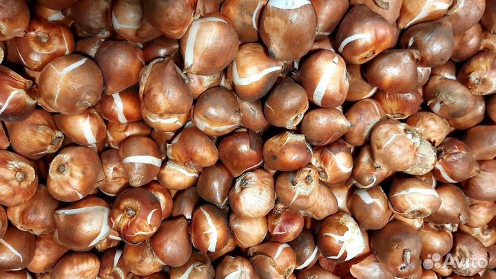 Луковицы тюльпанов оптом 12+