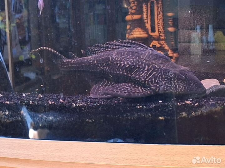 Сом птеригоплихт 30см