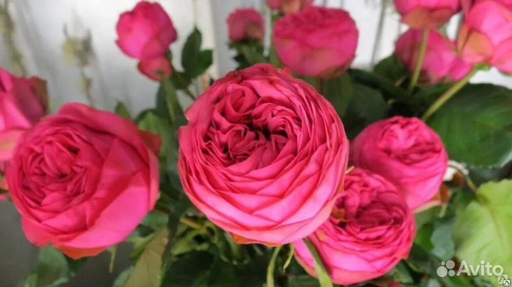 Чайно гибридные розы 3 года