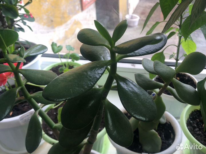 Комнатные цветы