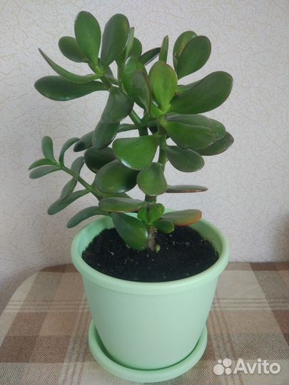 Каланхоэ, Денежное дерево (Крассула, Толстянка)