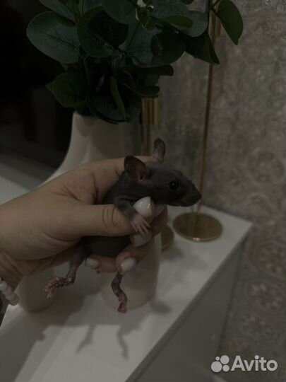 Декоративные крысята