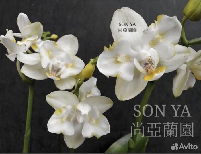 Орхидея Фаленопсис Бабочка пелор трилипс мутант