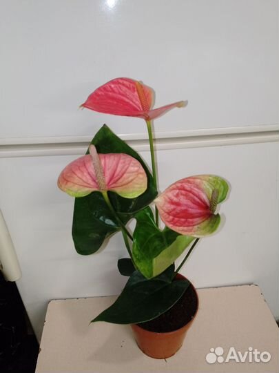 Антуриум свит дрим