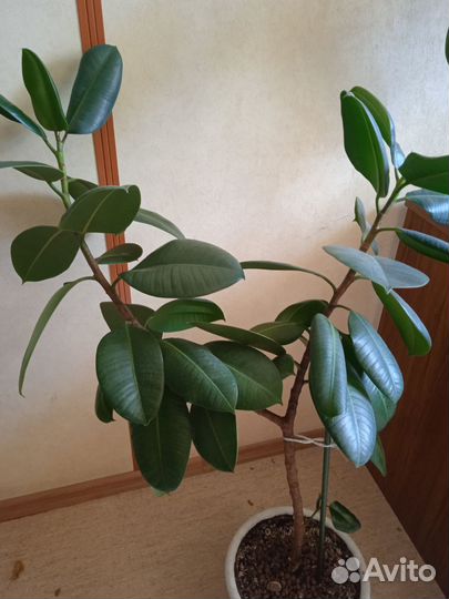 Цветы высокие