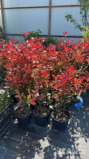 Фотиния карре руж