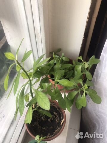 Синадениум Гранта