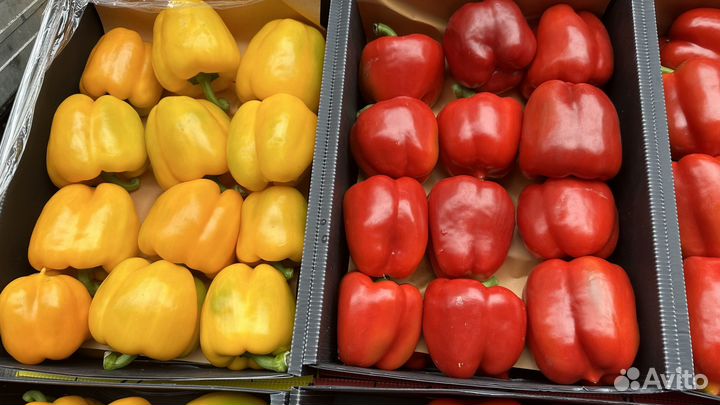 Перец болгарский