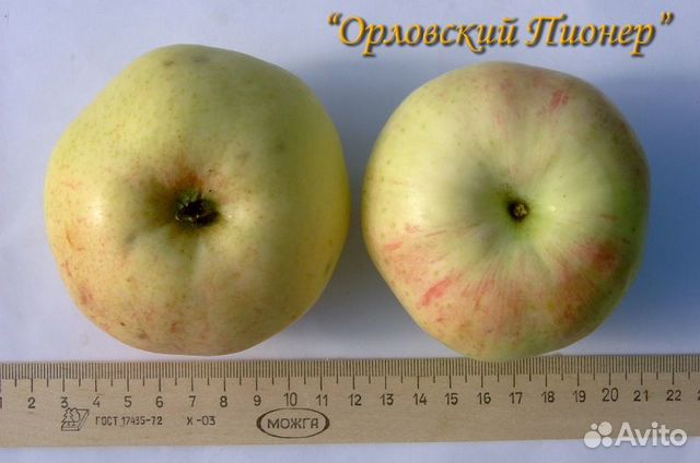 Яблоня Пионерка в СПб: цена от 1500 руб., фото, описание В наличии