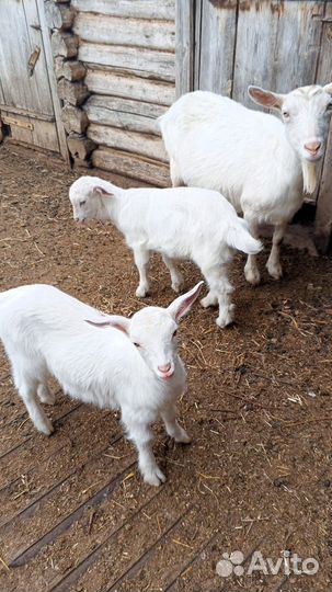 Зааненская дойная коза