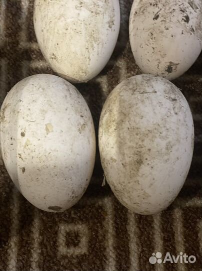 Гуси на племя