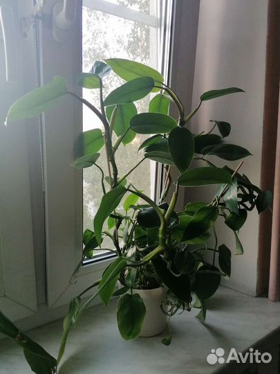 Филодендрон