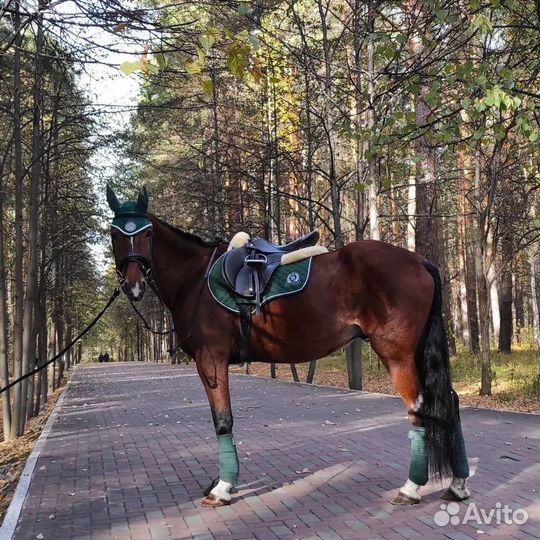 Занятия по верховой езде