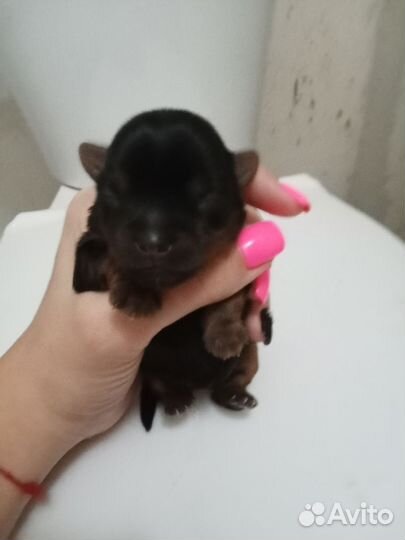 Щеночки Йорка