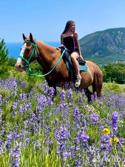 Экскурисия Горы Лаванды